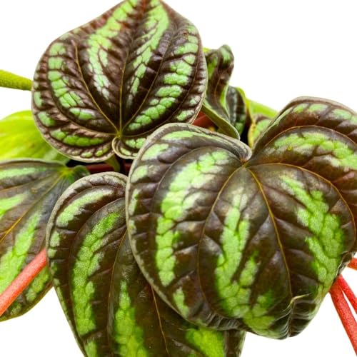 Peperomia Dragon Skin, 4 inch, Rare Pep, Exotic House Plant
