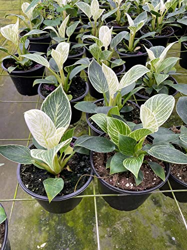 BubbleBlooms Philodendron Birkin, White Wave in a 6 inch Pot Mermaid Tail