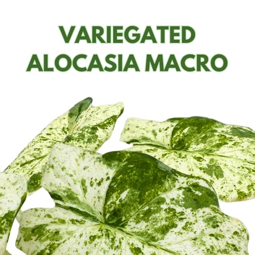 BubbleBlooms Variegated Alocasia Frydek Macro in a 2 inch Pot Tiny Mini Pixie Plant