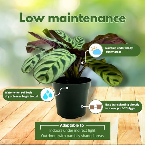 BubbleBlooms Calathea Burle Marxii in a 4 inch Pot Prayer Plant