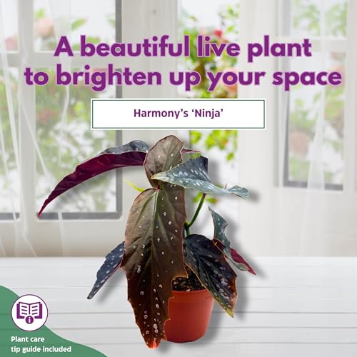 Harmony Foliage Harmony's Ninja Angel Wing Begonia 4 inch