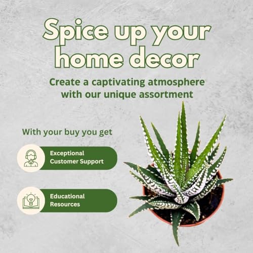 BubbleBlooms Zebra haworthia Cactus, 2 inch Fasciata Attenuata