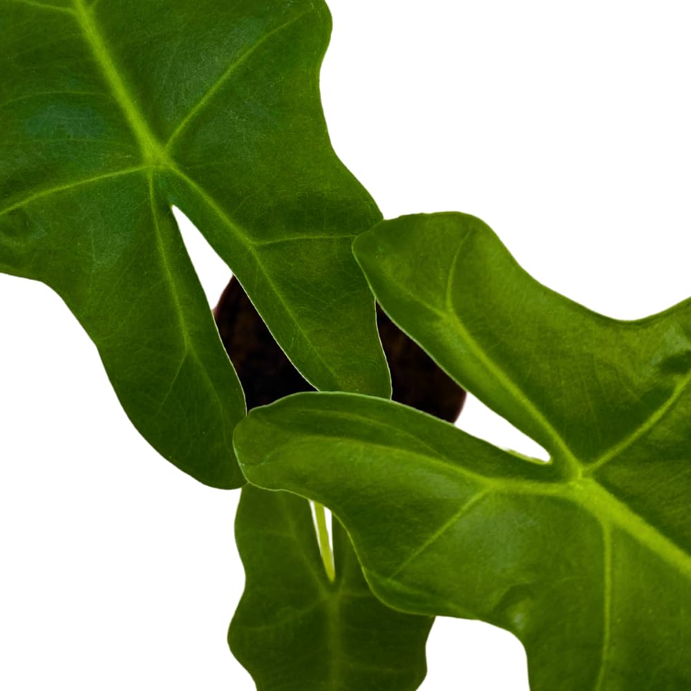 BubbleBlooms Alocasia Portei in a 2 inch Pot Tiny Minie Pixie Plant
