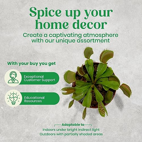 BubbleBlooms Carnivorous Plant Assortment Set, 5 Live Different Plants in 2 inch Pots