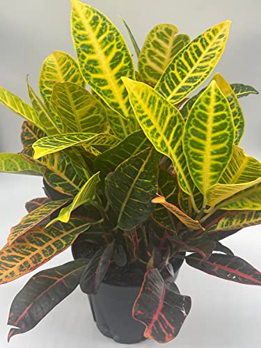 BubbleBlooms Codiaeum variegatum in a 6 inch Pot Variegated Croton