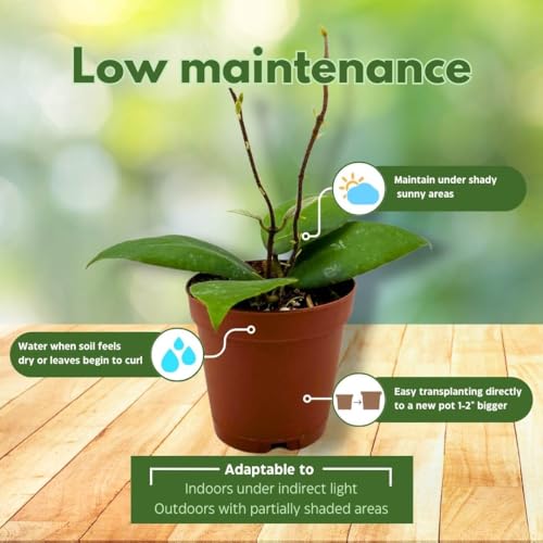 BubbleBlooms Hoya Sumatra Caudata 2 inch