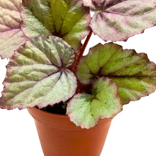 Harmony Foliage Begonia Oteka Rhizomatous in a 4 inch Pot White Rhizo with Light Pink Band