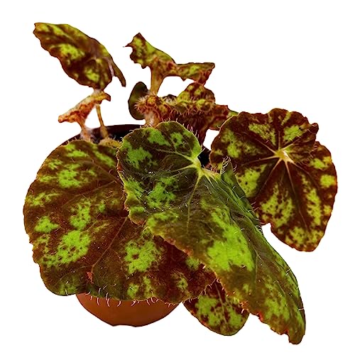 BubbleBlooms Harmony's Cowardly Lion Rhizomatous Begonia in a 4 inch Pot Yellow Rhizo