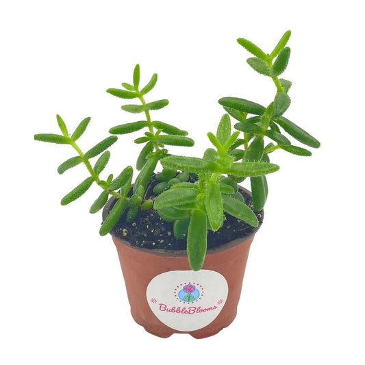 Pickle Plant Delosperma echinatum 4 inch Well Rooted Healthy Starter Succulent, Low Maintenance