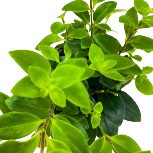 BubbleBlooms Lipstick Vine Plant in a 4 inch Pot