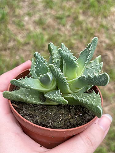 BubbleBlooms Tiger's jaw, Faucaria tigrina, Very Rare in 3 inch Pot