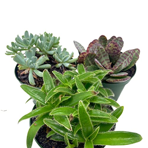 BubbleBlooms Succulent Assortment Set, 4 inch pots, Set of 3, Variety, Jade Plant, Jelly Beans, Humilis, Taco Plants, and More