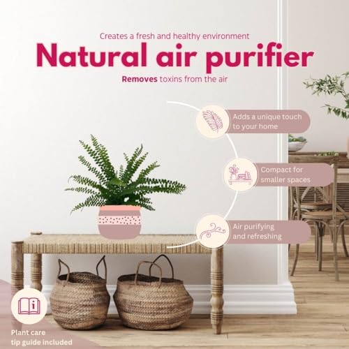 BubbleBlooms Lemon Button Dwarf Boston Fern in a 4 inch Pot Nephrolepis exaltata