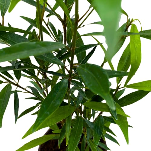 BubbleBlooms Narrow Leaf Fig in a 4 inch Pot