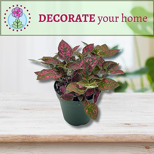 BubbleBlooms Red Hypoestes Phyllostachya in a 4 inch Pot Polka Dot Flamingo Plant