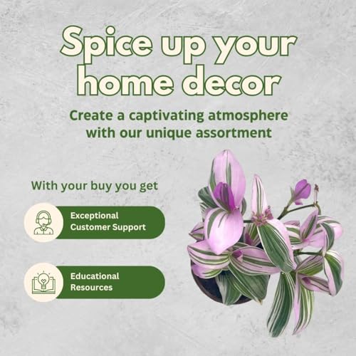 BubbleBlooms Pink Tradescantia Nanouk, in a 4 inch Pot Pink Variegated Wandering Dude