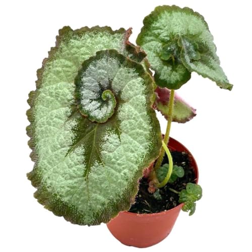 Begonia Escargot, Painted-Leaf Begonia, 4 inch, Escargot Variegation