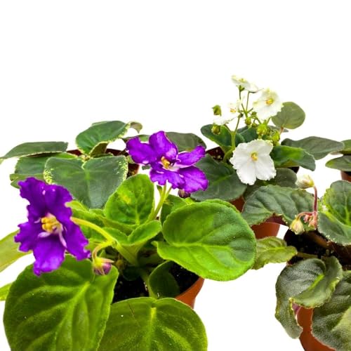 Harmony Foliage Harmony's African Violet Assortment, 4 inch Set of 5, Rare Saintpaulia Violets Gesneriads