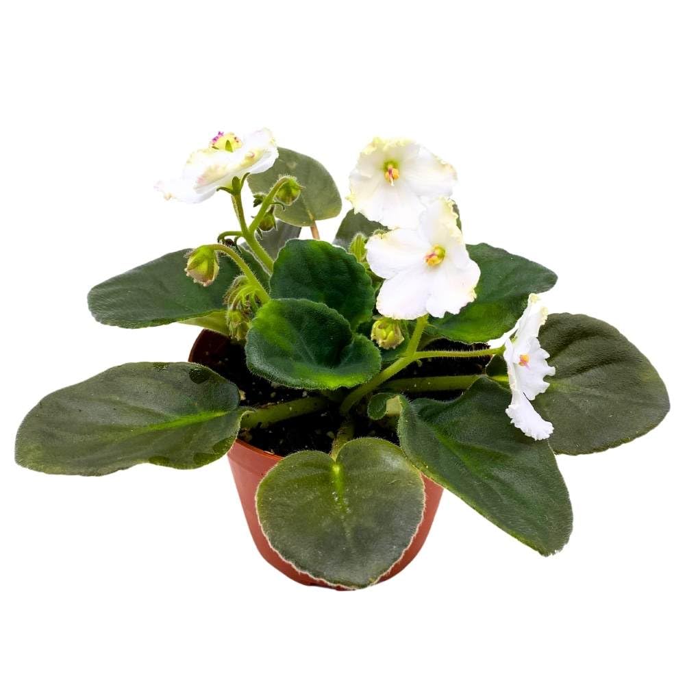 African Violet Heaven's-A-Calling, 4 inch White Flower Saintpaulia Gesneriads