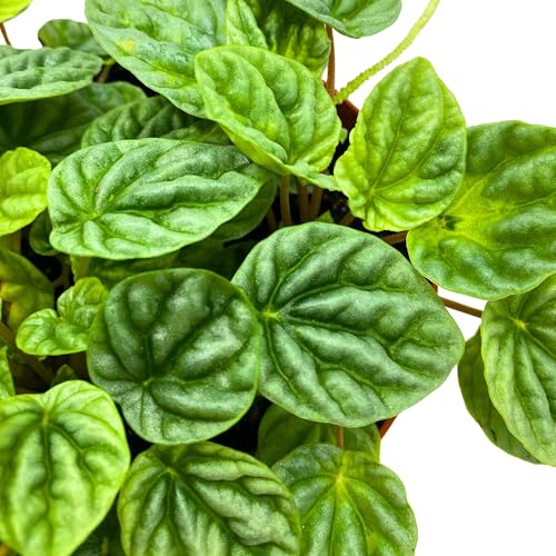 Harmony Foliage Peperomia Silver Dragon Light Green Emerald Ripple 6 inch