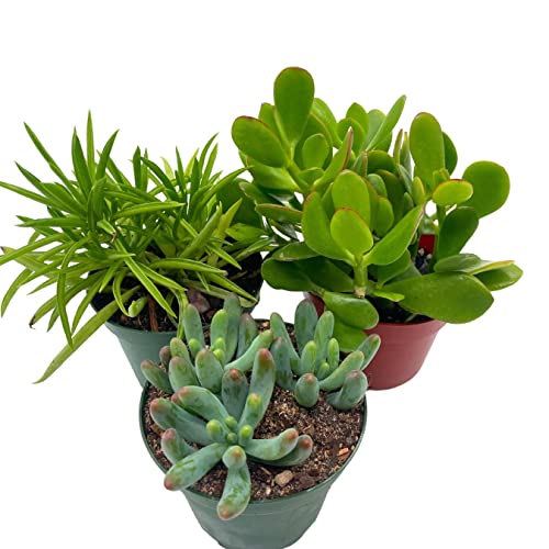 BubbleBlooms Succulent Assortment Set, 4 inch pots, Set of 3, Variety, Jade Plant, Jelly Beans, Humilis, Taco Plants, and More
