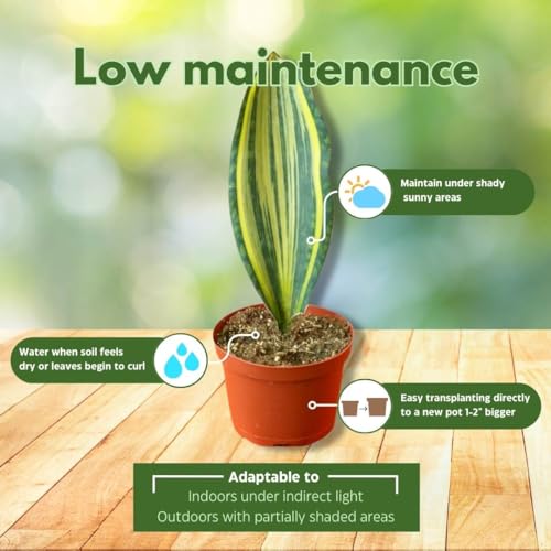 BubbleBlooms Variegated Whale Fin Snake Plant in a 6 inch Pot Sansevieria Masoniana Yellow Variegation, Whale Tail