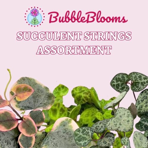 BubbleBlooms Succulent Strings Set of 3 in 2 inch pots Grower's Choice May Include Variegated String of Hearts, Turtles, Pearls, Dolphins, Frogs, or Needles