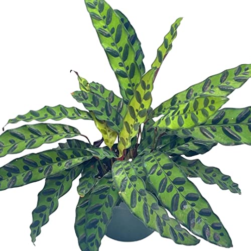 BubbleBlooms Rattlesnake Calathea Lancifolia, 6 inch Pot