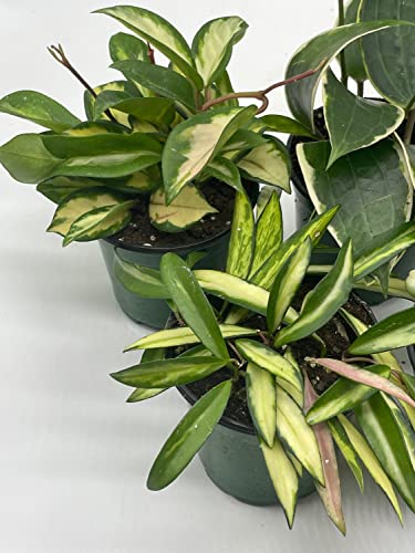 BubbleBlooms Premium Hoya Assortment Set 5 Different Premium Hoyas in 4 inch pots