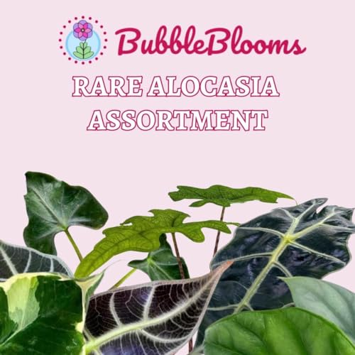BubbleBlooms Rare Alocasia Assortment, 2 inch Set of 6, Jewel, Jacklyn, Cuprea Pixie Plants
