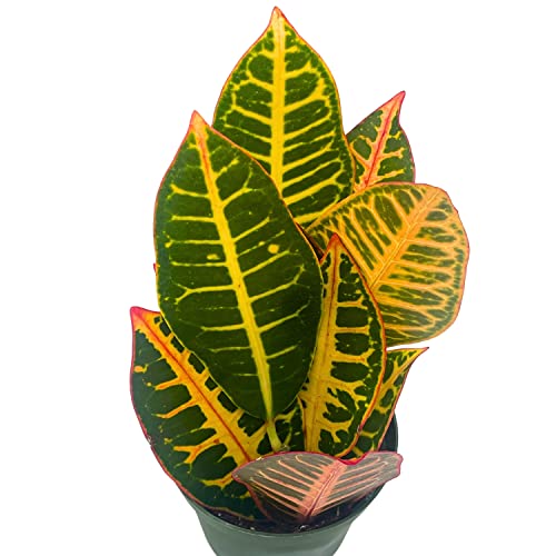 BubbleBlooms Variegated Croton, 4 inch Large Leaf Codiaeum variegatum