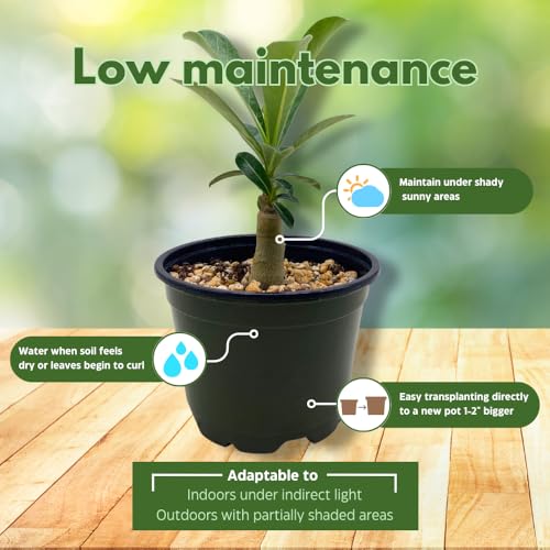 BubbleBlooms Desert Rose Chocolate Vietnam in a 4 inch Pot Extremely Rare Flower