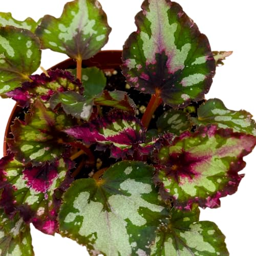 Harmony Foliage Harmony's Red Star Begonia Rex 4 inch Reddish Pink