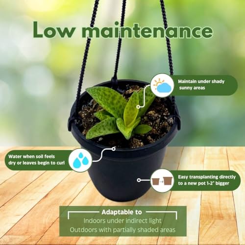 BubbleBlooms Variegated Silver Squill Leopard Lily Ledebouria Socialis, Hanging Basket