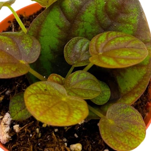 Harmony Foliage Peperomia Peppermill 2 inch Pixie pep