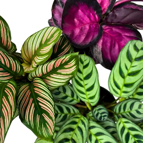 BubbleBlooms Calathea Assortment in 4 inch Pots Set of 3 Prayer Plants
