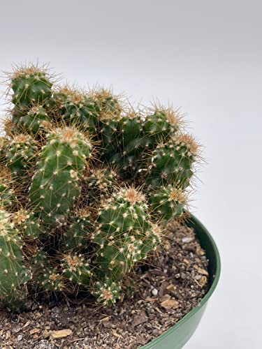 BubbleBlooms Peruvian Apple Cactus, Cereus repandus, in 4 inch Pot, Crested, Clumped Rare Cacti