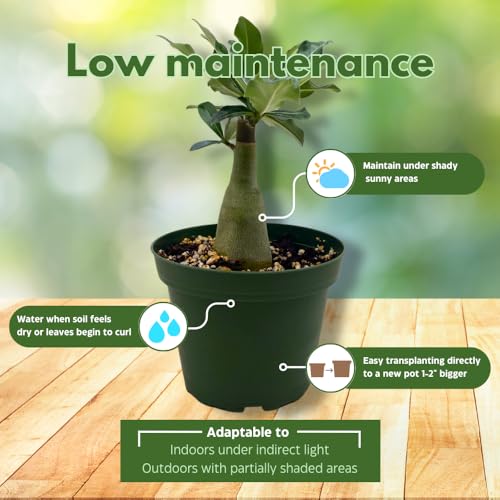 BubbleBlooms Desert Rose Guangyao in a 4 inch Pot Extremely Rare Flower