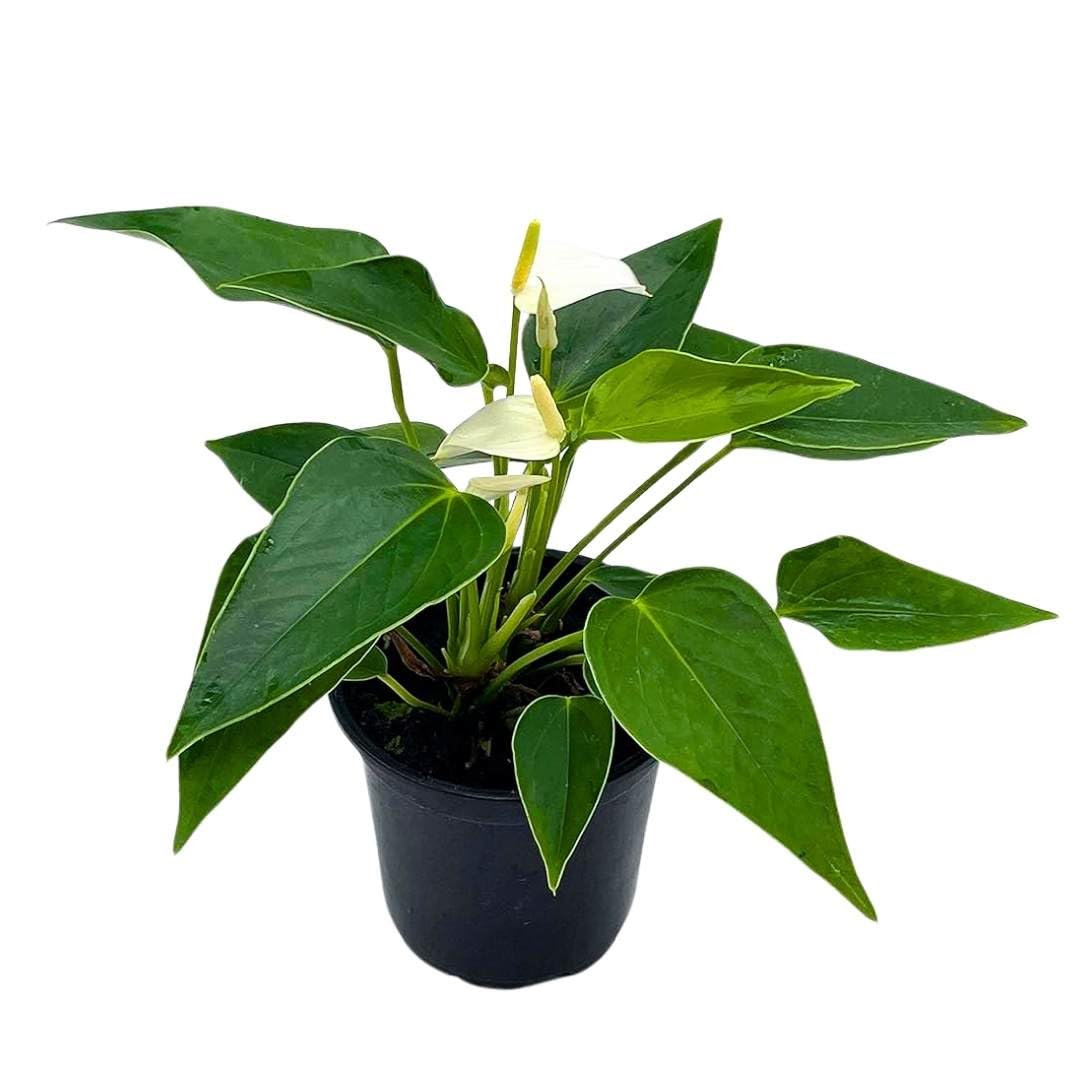 Anthurium White, Very Rare Limited Live Plant with Flower, in a 4 inch Pot