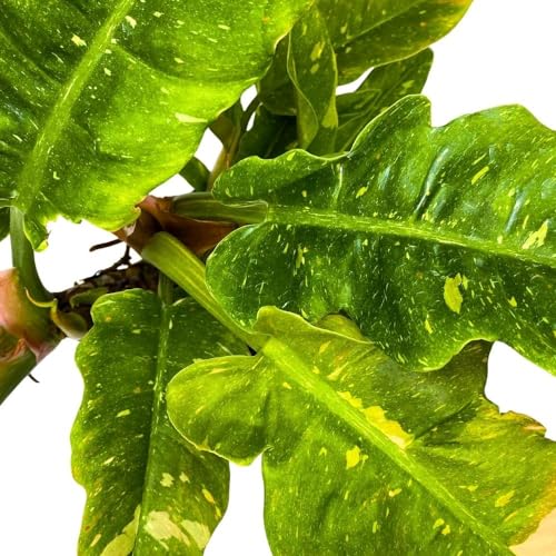 BubbleBlooms Philodendron Ring of Fire 6 inch Henderson's Pride Rare Variegated Philo Indoor Houseplant