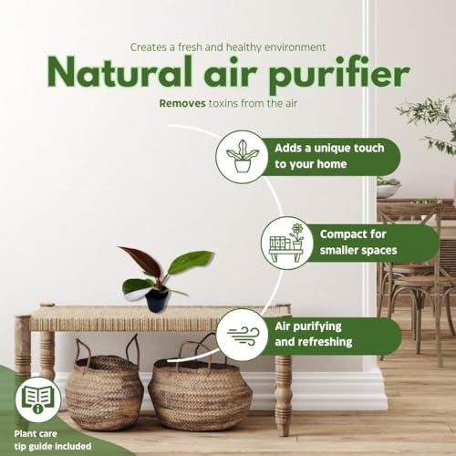 BubbleBlooms Philodendron White Princess, Philodendron Erubescens Hybrid in 2 inch Pot