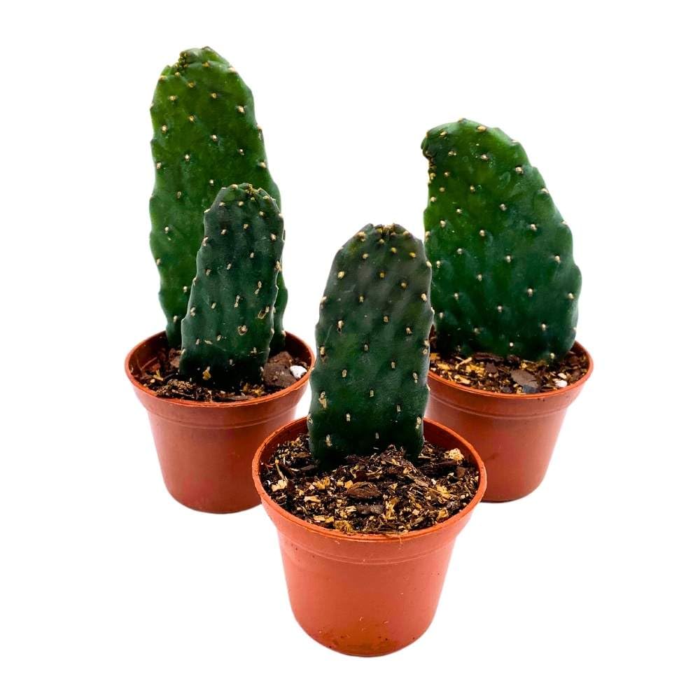 Sour Pricklypear, 2 inch Set of 3, Consolea rubescens, Opuntia Road Kill Cactus, Tiny Mini Pixie Plants