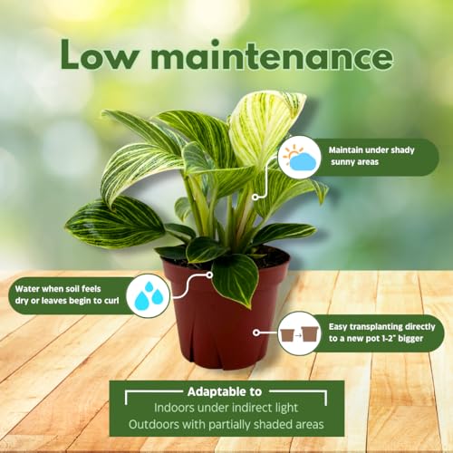 BubbleBlooms Philodendron Birkin Variegated 4 inch