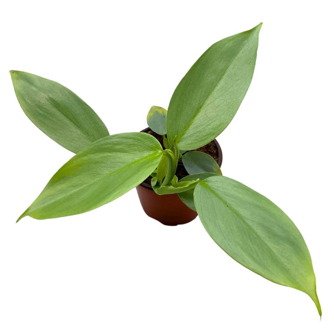 BubbleBlooms Philodendron Silver Sword in a 4 inch Pot – Florida House  Plants