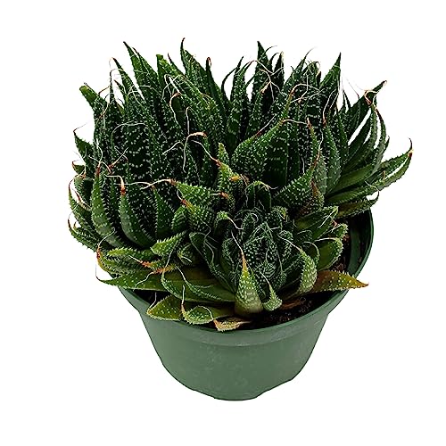 BubbleBlooms Gasteria Flow in a 6 inch Pot Aloe Haworthiodes, Aloe Flow