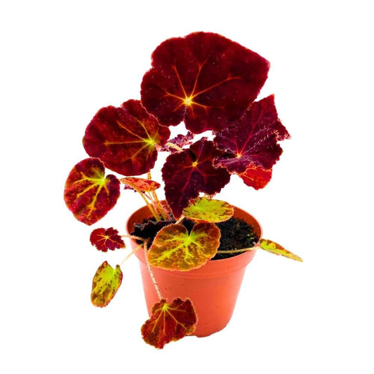 Begonia Madame O'Reilly, 4 inch Deep Orange Reddish Purple Rhizomatous Rhizo