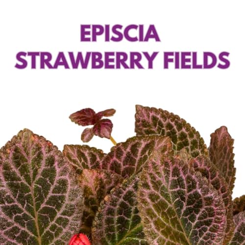 Harmony Foliage Episcia Strawberry Fields Flame Violet 4 inch
