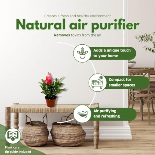 BubbleBlooms Christmas Cactus, 4 inch Xmas Thanksgiving Easter Holiday Schlumbergera Cacti Pink Red White Assorted Flower