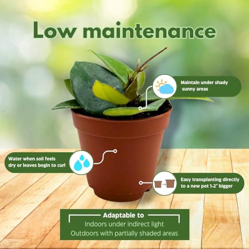 BubbleBlooms Hoya Chouke 2 inch