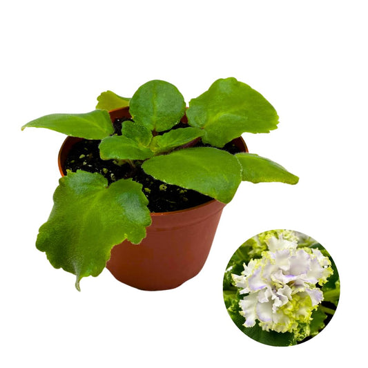 Harmony Foliage African Violet Harmony's Dancing Fool 4 inch White Flower